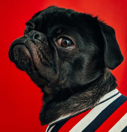 Pug from Doglordkennels Services